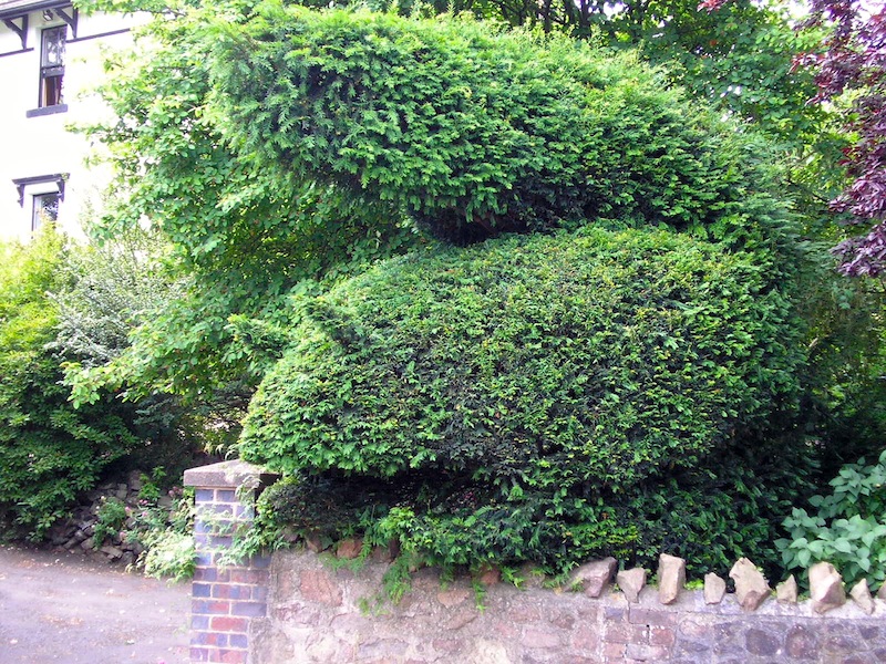 Hedgerow shaped into a squirrel.